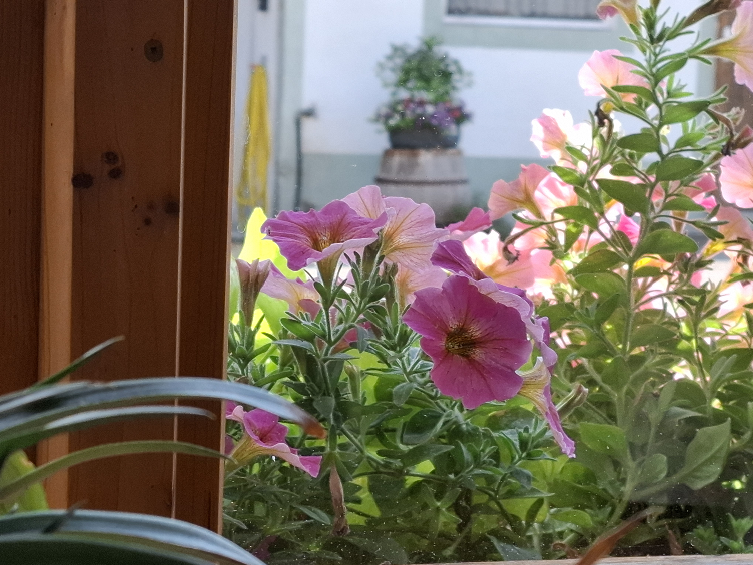1000025687_Fenster-mit-Blumen
