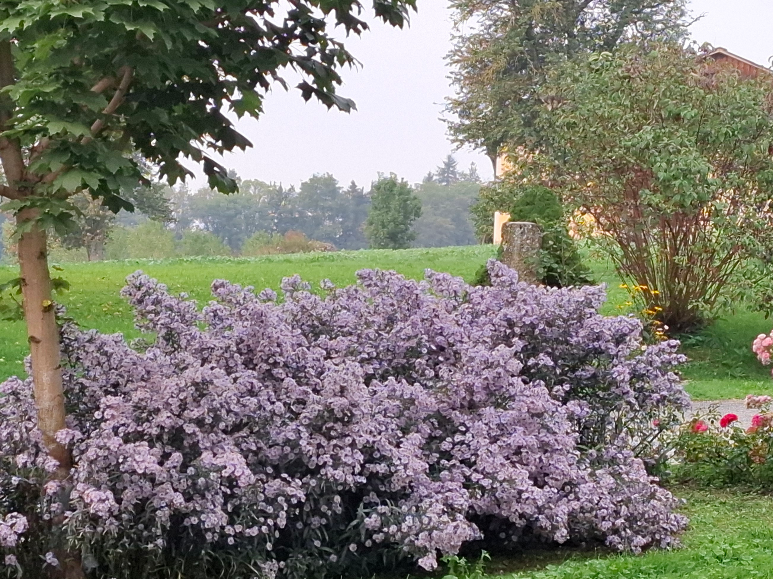 Aussicht in den Garten
