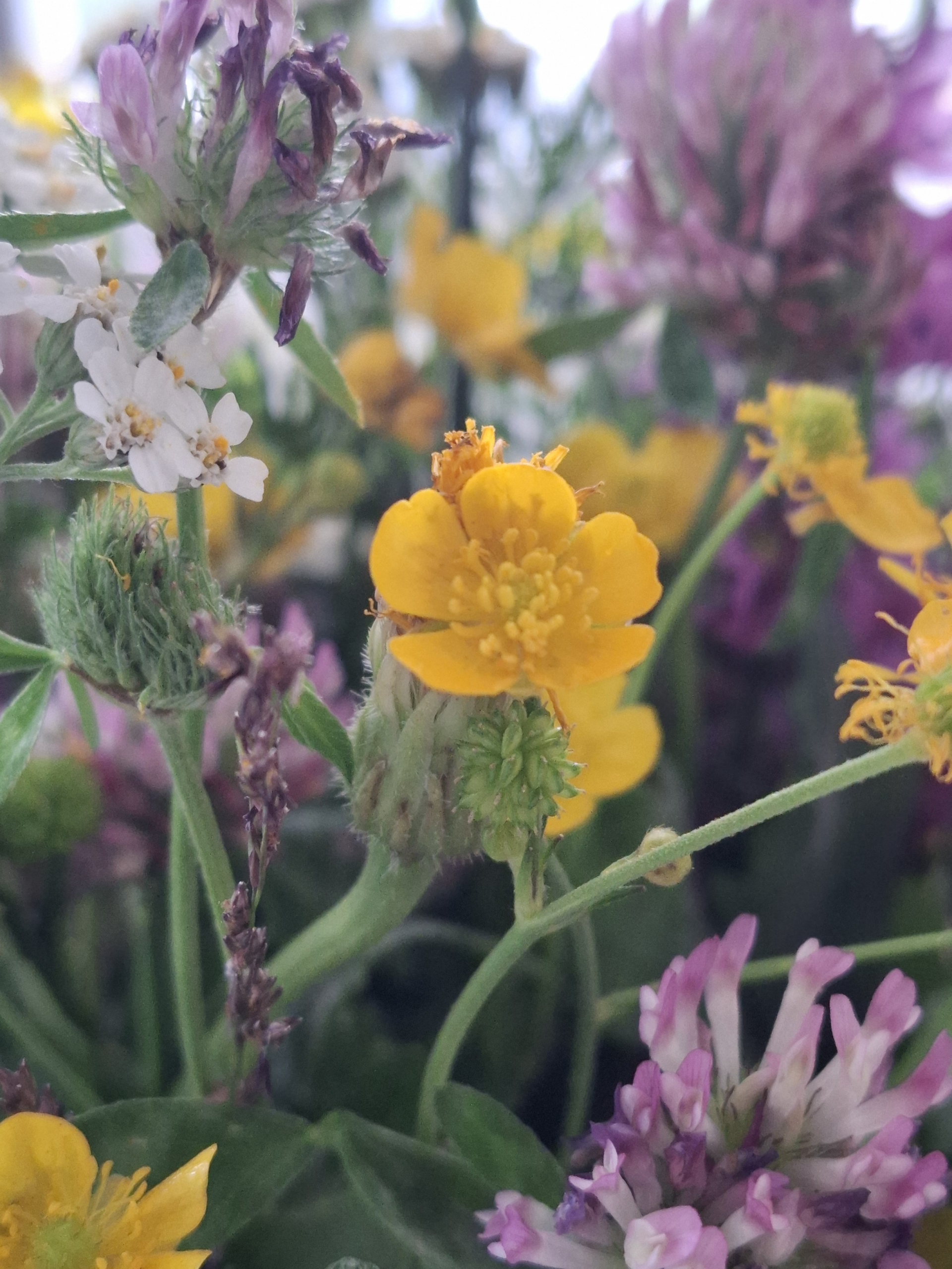 Wiesenblumen_Aug26